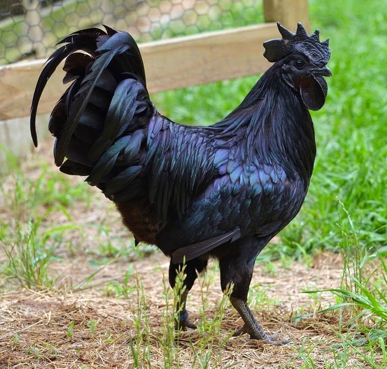 Giống gà Ayam Cemani có nguồn gốc từ Indonesia, nổi tiếng vì màu đen. Màu đen của nó không giới hạn chỉ trên lông mà thậm chí cả ở bên trong. Tất cả mọi thứ từ da, mỏ, lông, lưỡi, chân, móng, ngay cả thịt, xương và nội tạng cũng đều một màu đen tuyền.